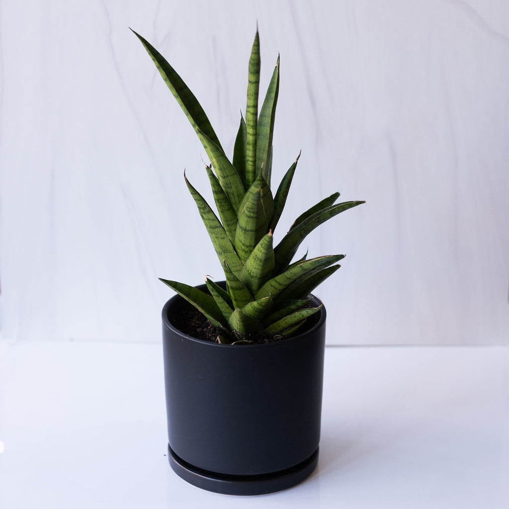 Sansevieria Tough Lady Plant in a 6.5 inch Black Porcelain Plant Pot with tray.