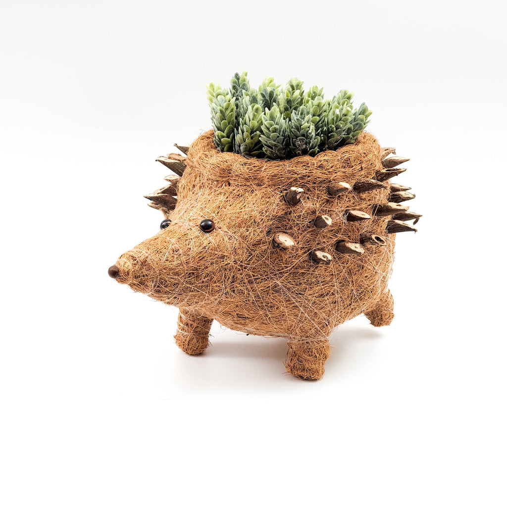 Hedgehog coco coir planter holding a mini jade plant in front of a white background.
