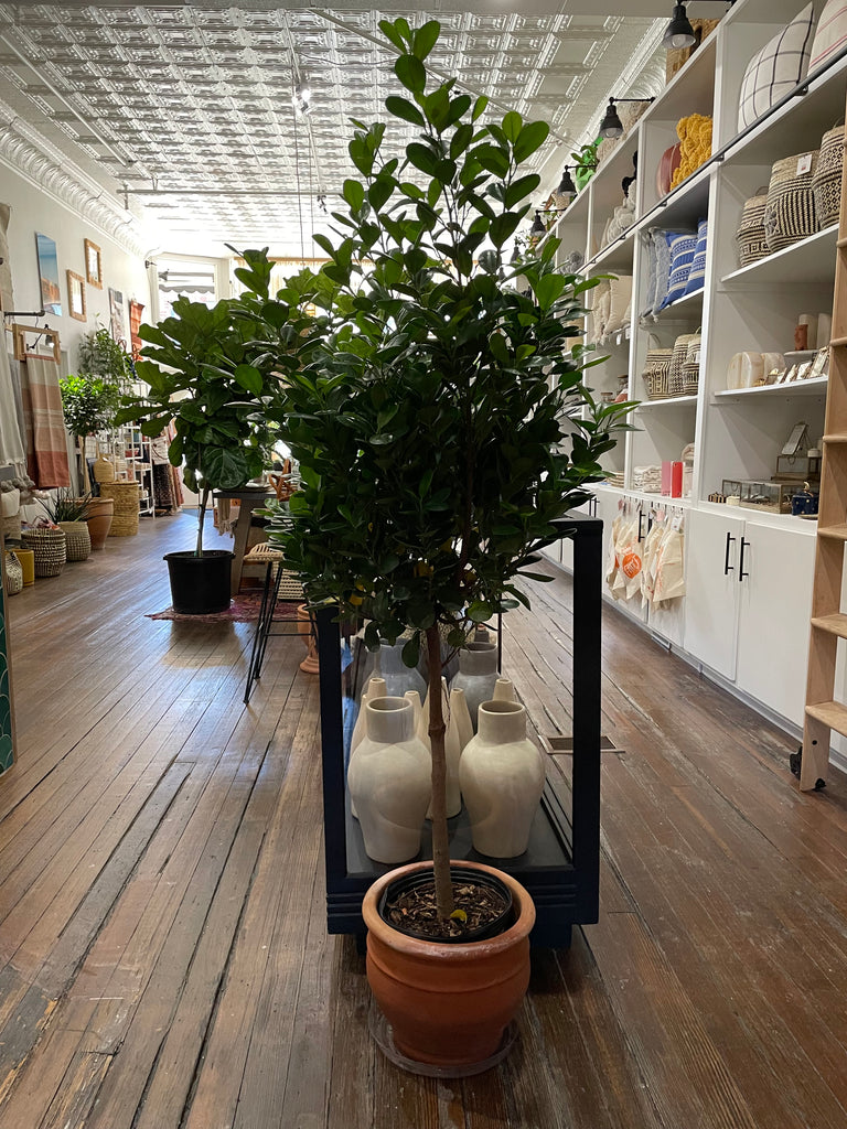 Tall Ficus Moclame staged in a terra cotta pot in front of a display of tadelakt vases.