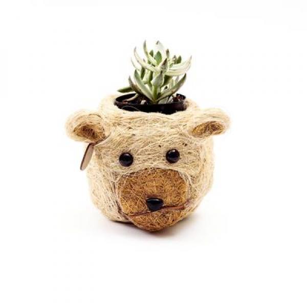 Baby bear head coco coir planter holding a succulent in front of a white background.