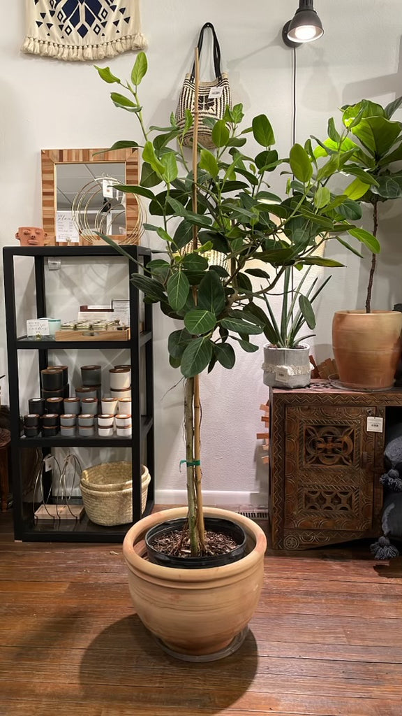 Braided trunk Ficus Audrey staged in a terra cotta pot.