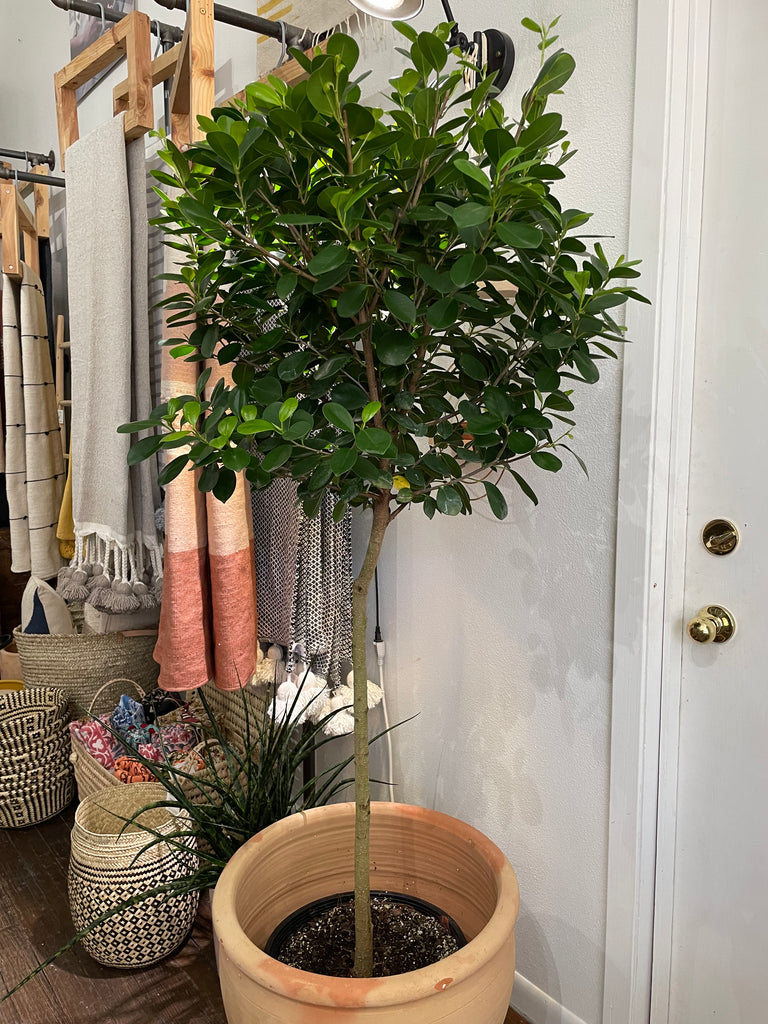 Tall Ficus Moclame staged in a large terra cotta pot. Stands in front of a wall of blankets and baskets.