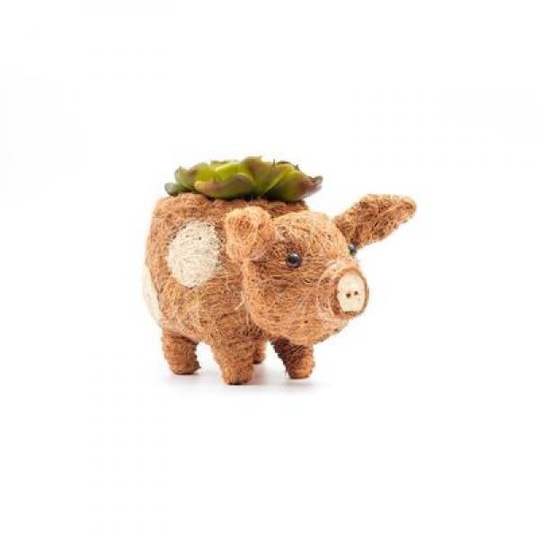 Baby pig coco coir planter holding a succulent in front of a white background.