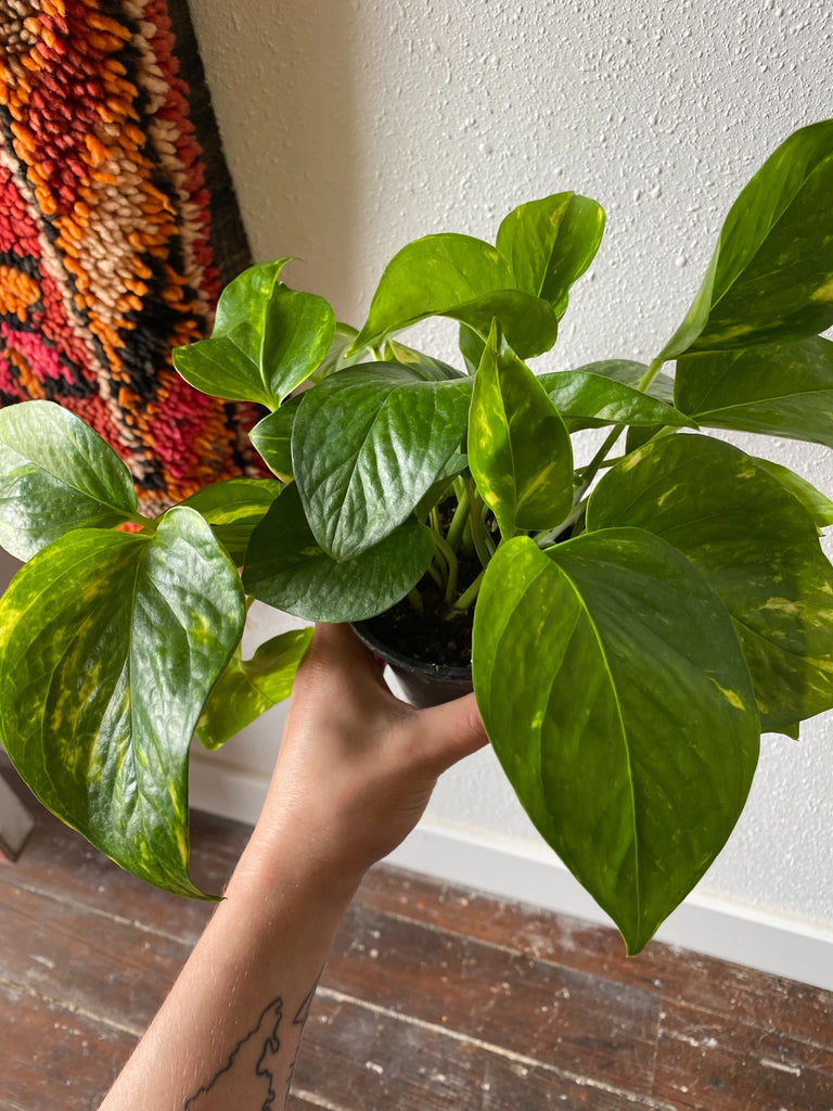 Hand holds a golden pothos plant in front of a white wall and wood floor with a rug peeking in from the corner.