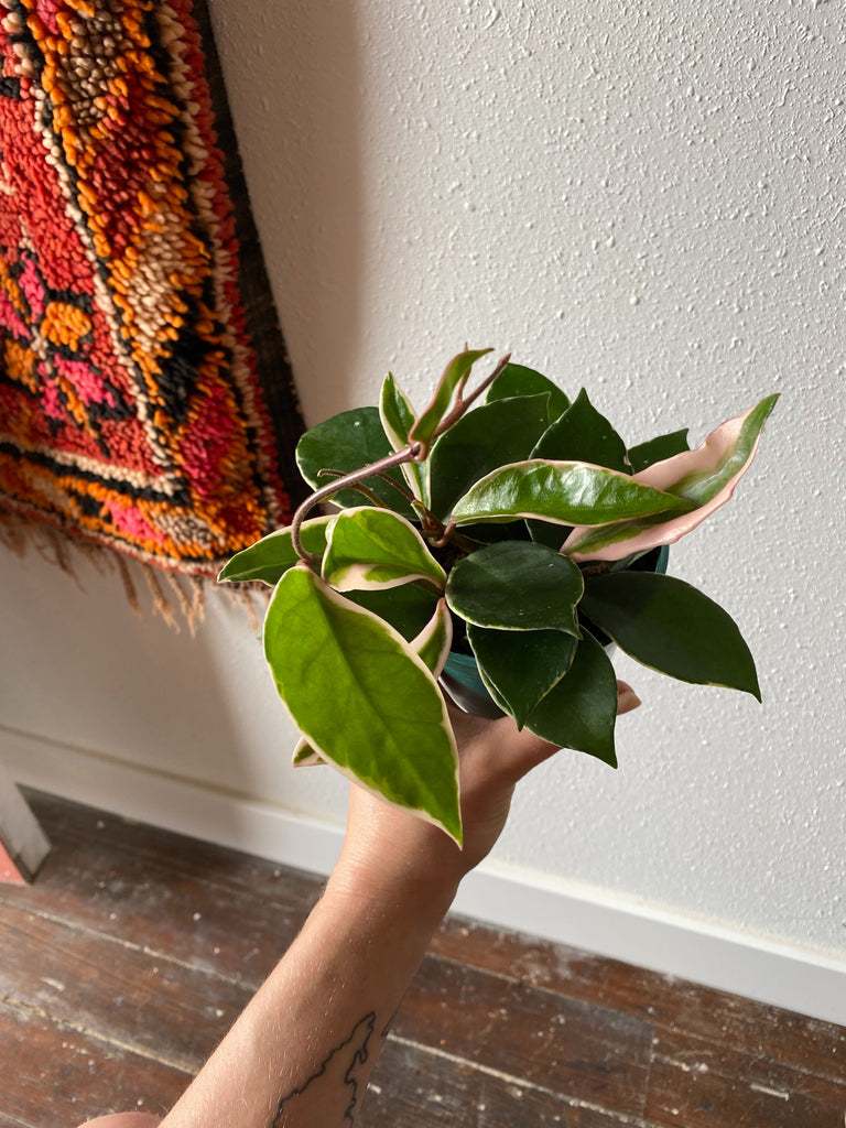 Hand holding a Hoya Carnosa Crimson Queen in front of a white wall and wood floor. A rug peeks in at corner.