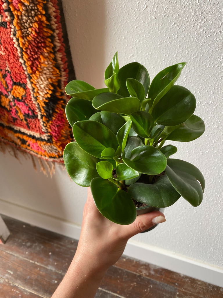 Hand holds a peperomia obtusfolia  plant in front of a white wall and wood floor with a rug peeking in from the corner.
