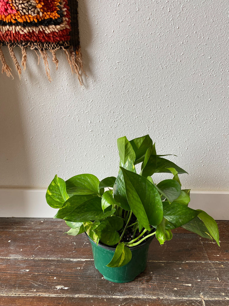 A golden pothos plant in front of a white wall and wood floor with a rug peeking in from the corner.
