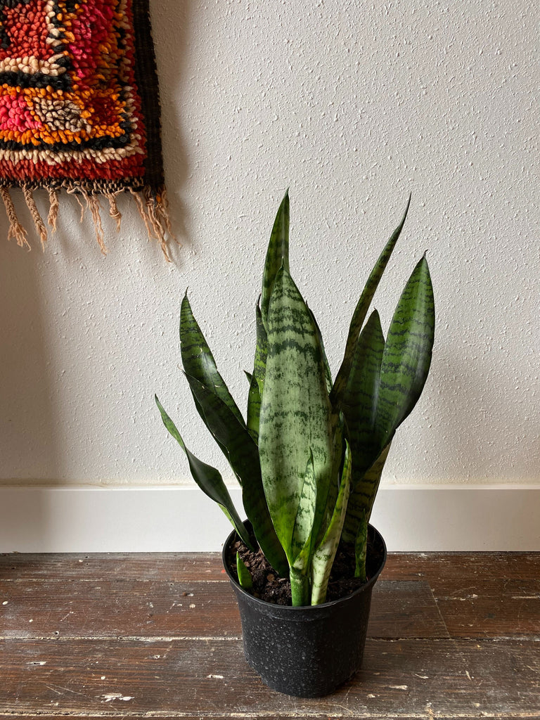 Sansevieria Zeylanica sits in front of a white wall on the wood floor with a rug peeking in from the upper left corner. 