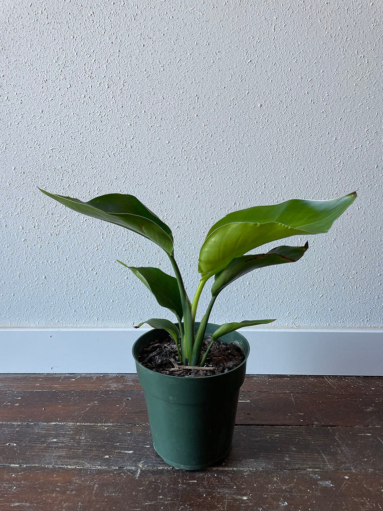 6 inch Bird of Paradise in a nursery pot against a white wall  and wood floor.
