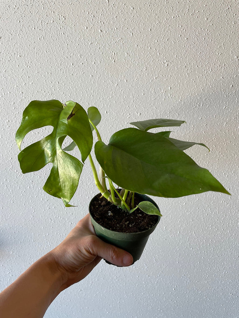 Hand holding and R. Tetrasperma or Mini Monstera in front of a white wall. 