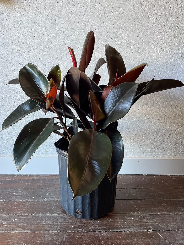 Ficus Elastica, Rubber Tree in a black pot in front of a white wall.