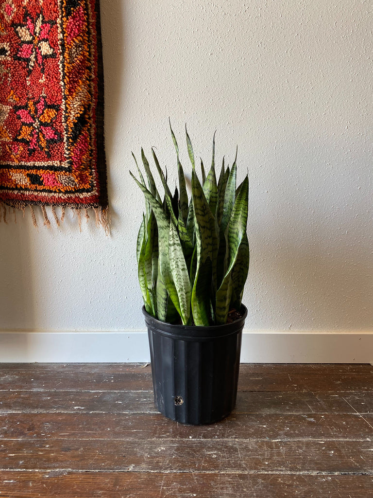 Sansevieria Zeylanica sits in front of a white wall on the wood floor with a rug peeking in from the upper left corner. 