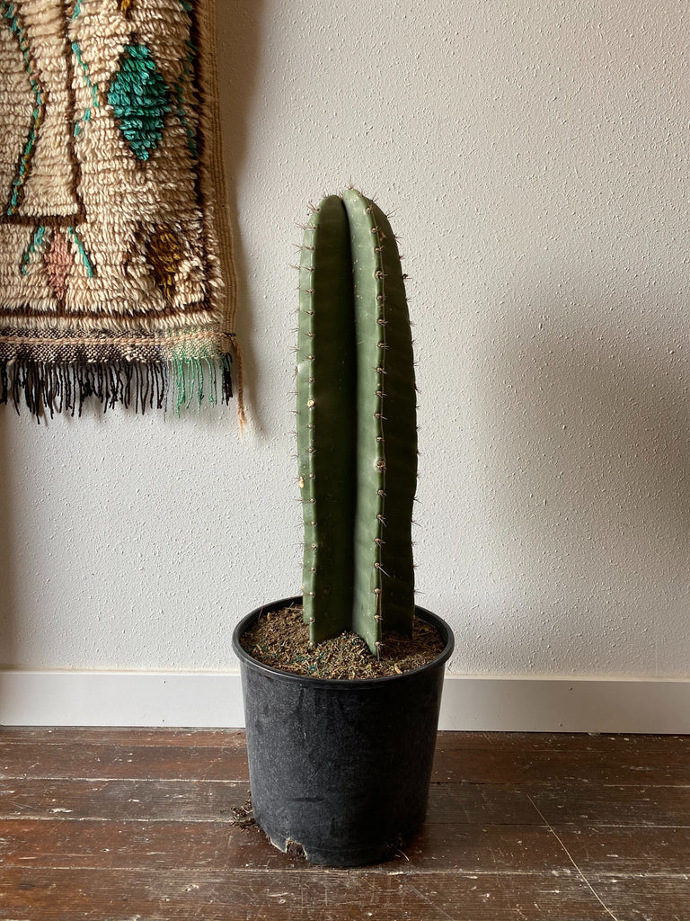 Large Peruvian cactus sits on a wood floor in front of a white wall with a rug peeking in at the corner.