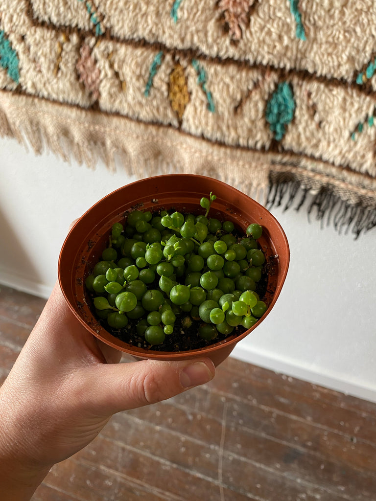 Hand holds a small String of Pearls plant in front of a white wall and rug and wood floor.