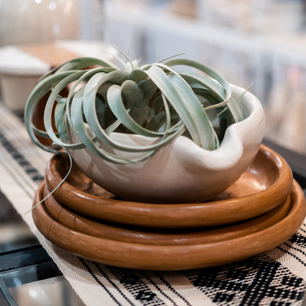 White Tadelakt bowl with pouring spout holds a large air plant and sits on a stack of three terra cotta toned round trays / plates. All sits on a Oaxacan woven table runner.