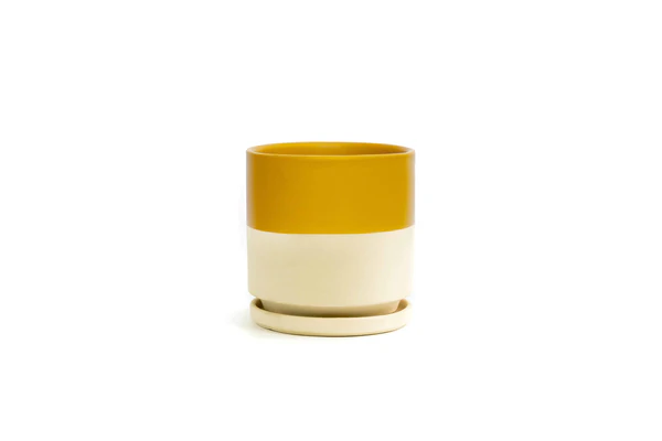 Color blocked porcelain plant pot. Mustard on top and cream on bottom.