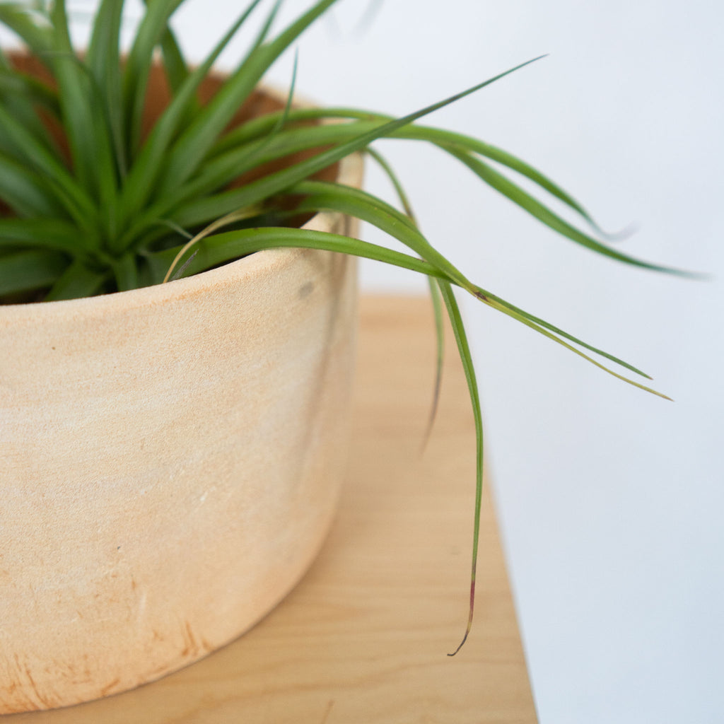 Natural terra cotta toned clay large bowl holding an air plant sits on a wood platform in front of a gray background.